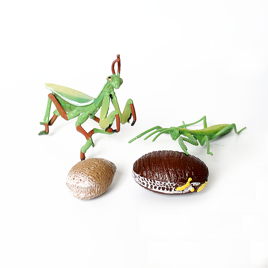Realistische Orchideen-Mantis, – Home Improvement Kids Bewertung und Preis